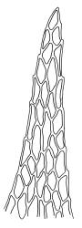 Amblystegium varium, leaf apex. Drawn from L. Visch s.n., 13 Jan. 1974, CHR 539419.
 Image: R.C. Wagstaff © Landcare Research 2014 